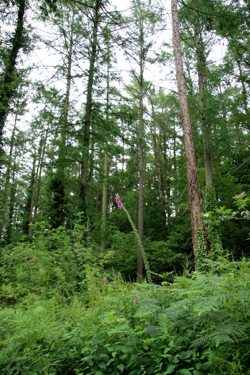 Budleigh Railway Line
