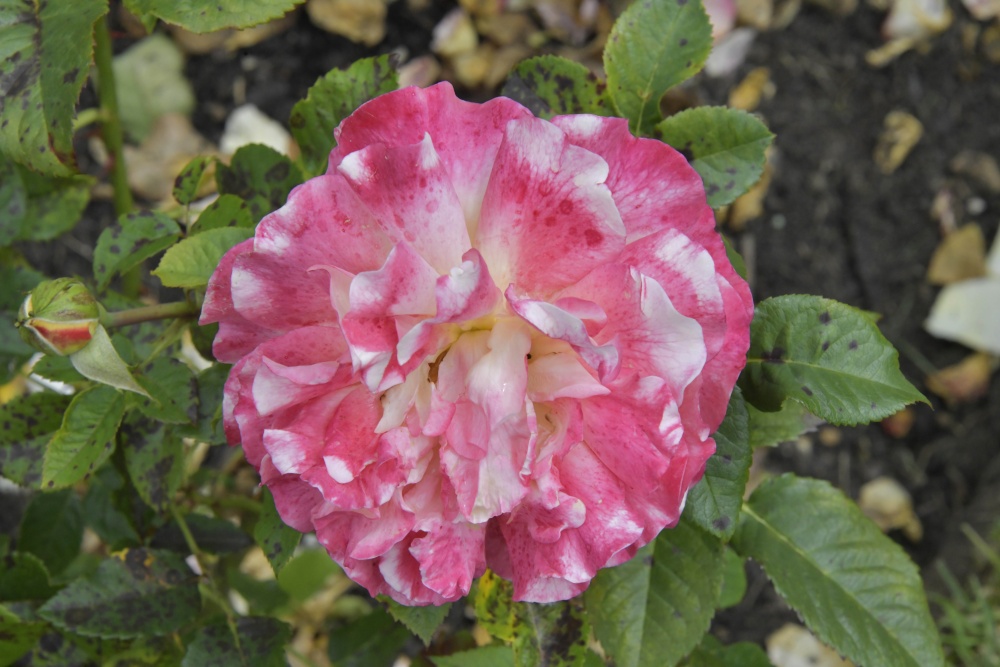 Hever Castle Rose Garden