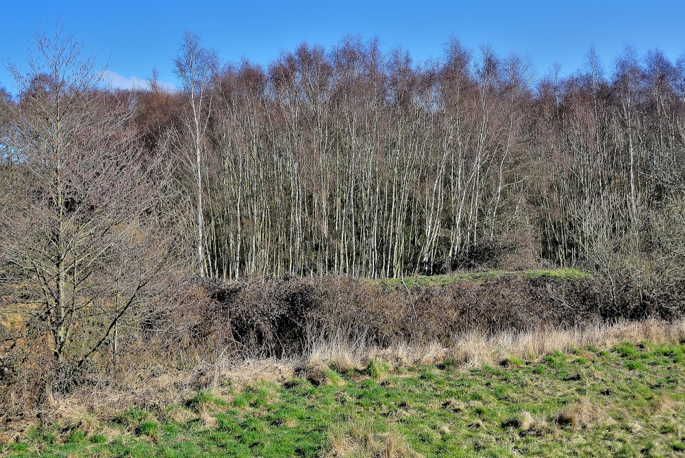 Holllins Wood, Cudworth