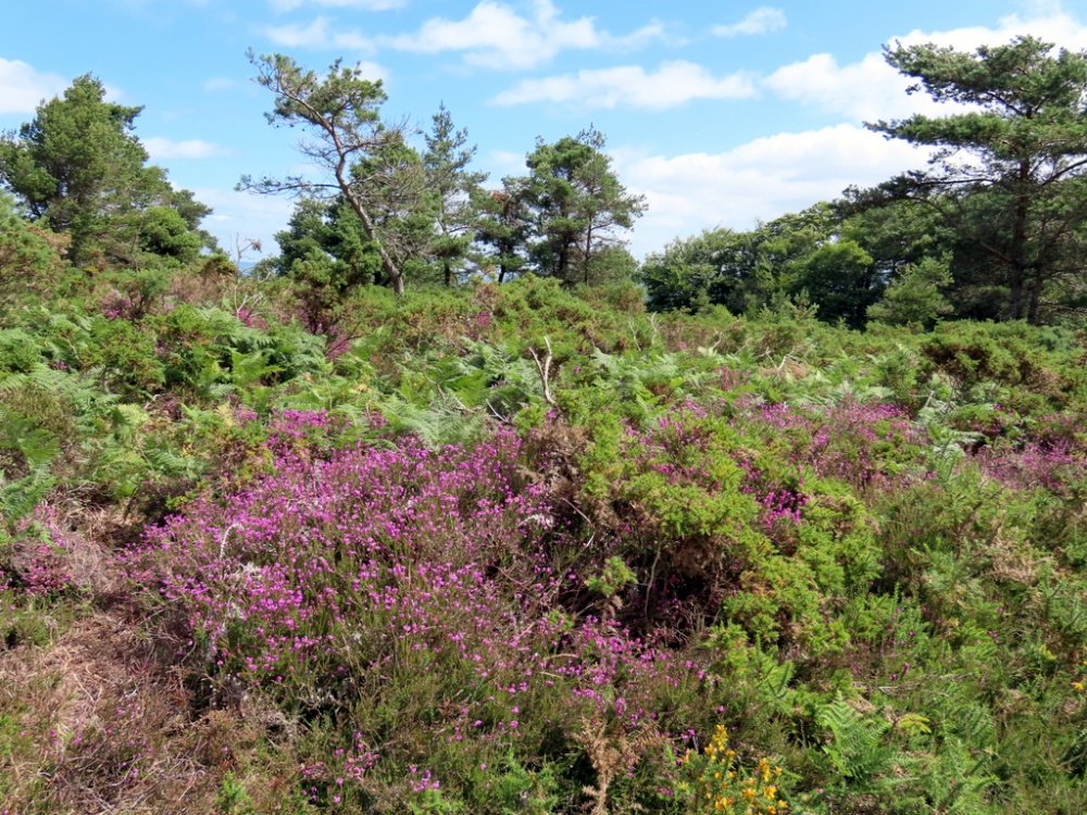 Walk photo by Pat Trout