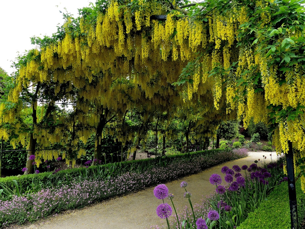 Laburnam Arch, Brodsworth Hall