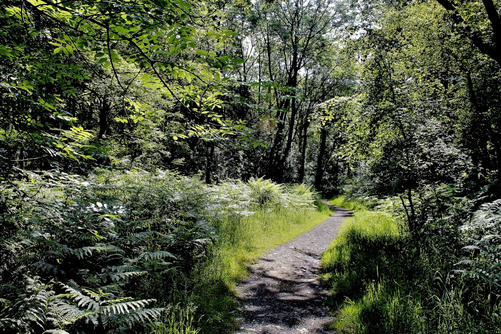 Photograph of Kilsture Forest