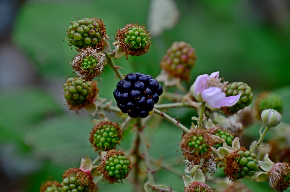 Budleigh blackberry