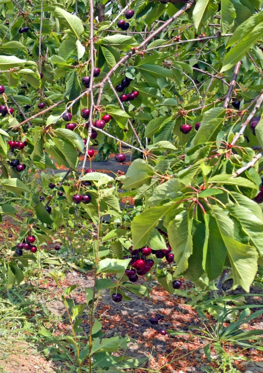 Mount Ephraim Gardens Cherry Orchard