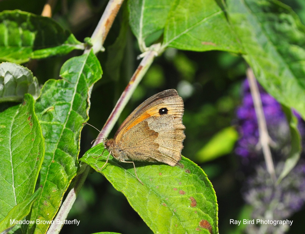 Meadow Brown Butterfly, Acton Turville, Gloucestershire 2020