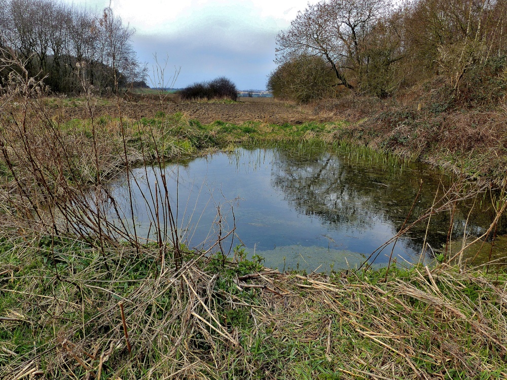 Pond near Storrs Wood, Cudworth