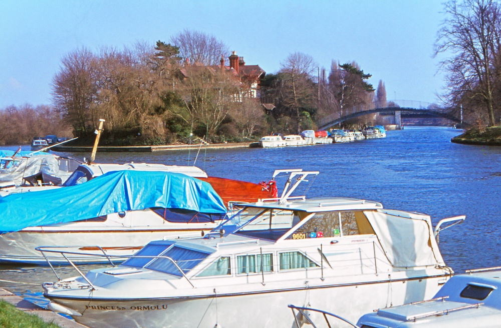 Boats moored on the Thames at Shepperton