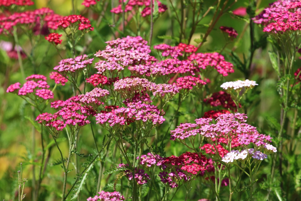 Hall Place House and Gardens