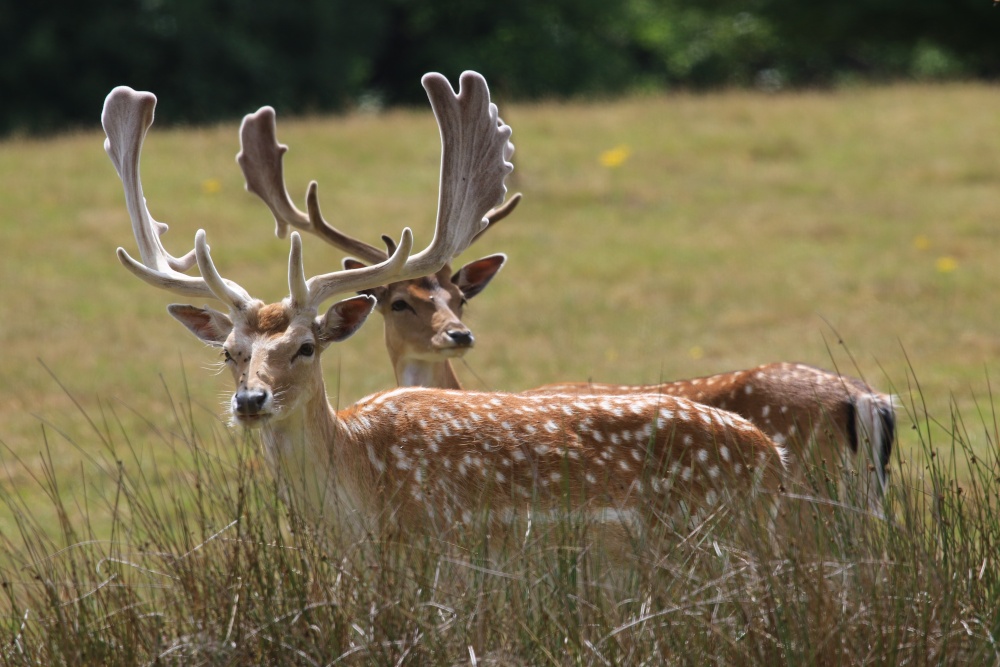 Deer photo by Graham John Willetts