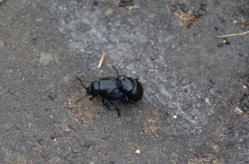 Budleigh beetles