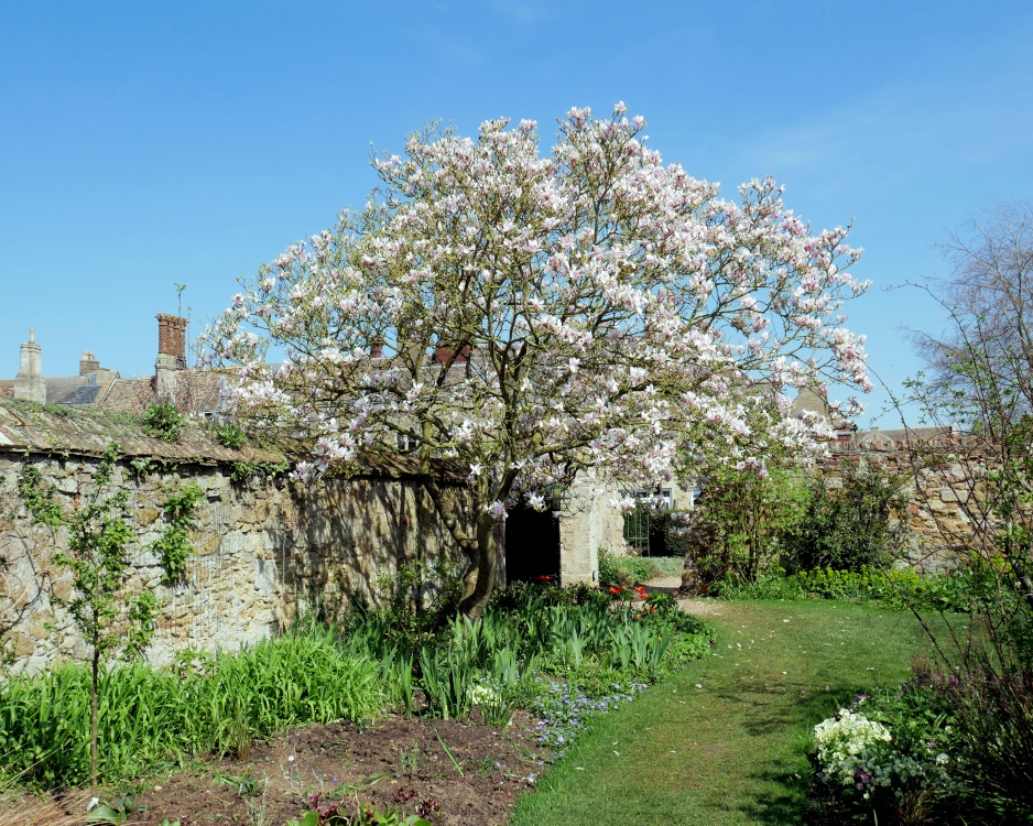 Tree in a garden next to Ely Cathedral