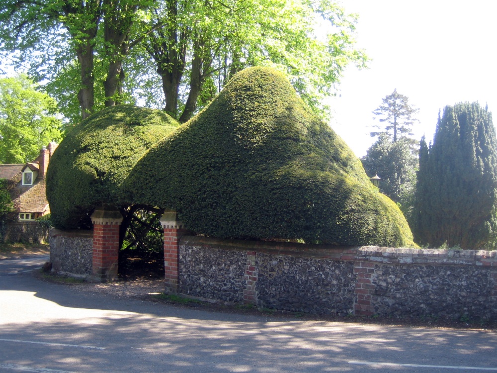 Photograph of Some of the magnificent topiary in and around the churchyard at Kidmore End