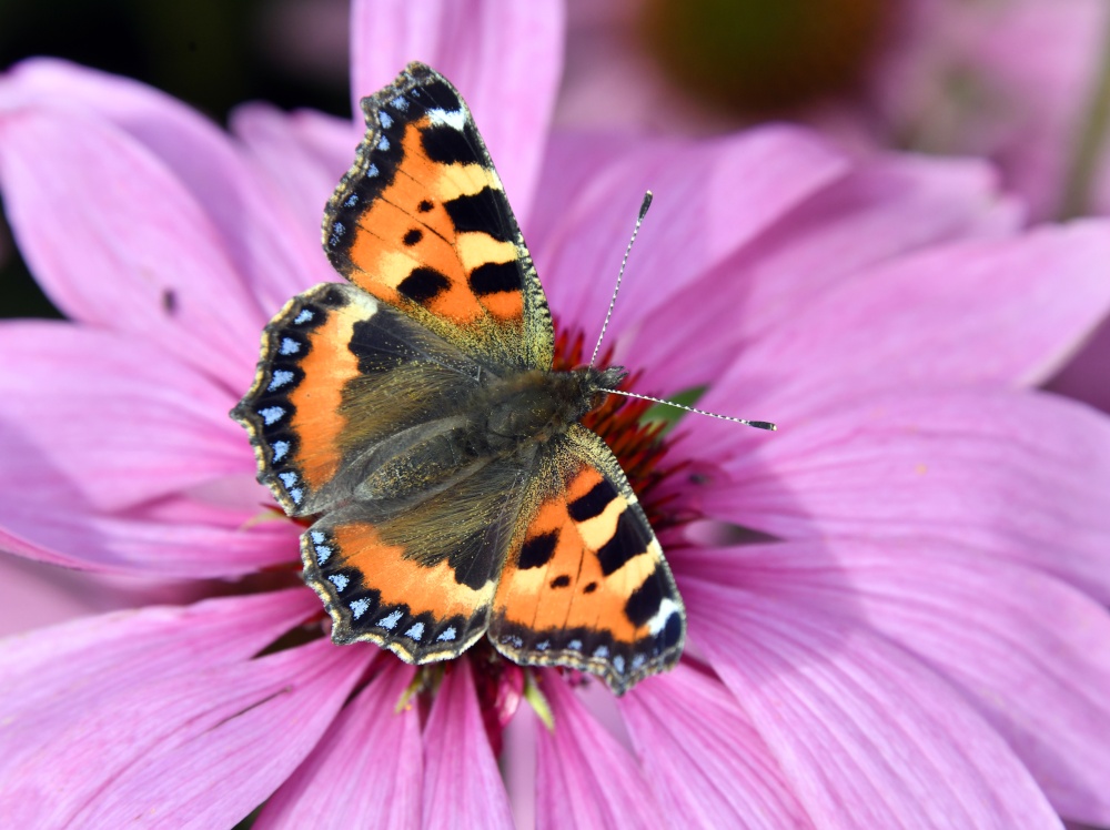 Photograph of Small Tortoiseshell butterfly (Aglais urticae) at Abbeywood Gardens