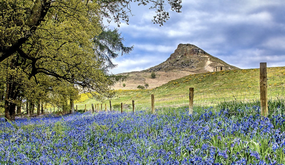 Spring Topping photo by Cass