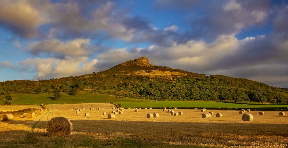 Golden Roseberry photo by Cass