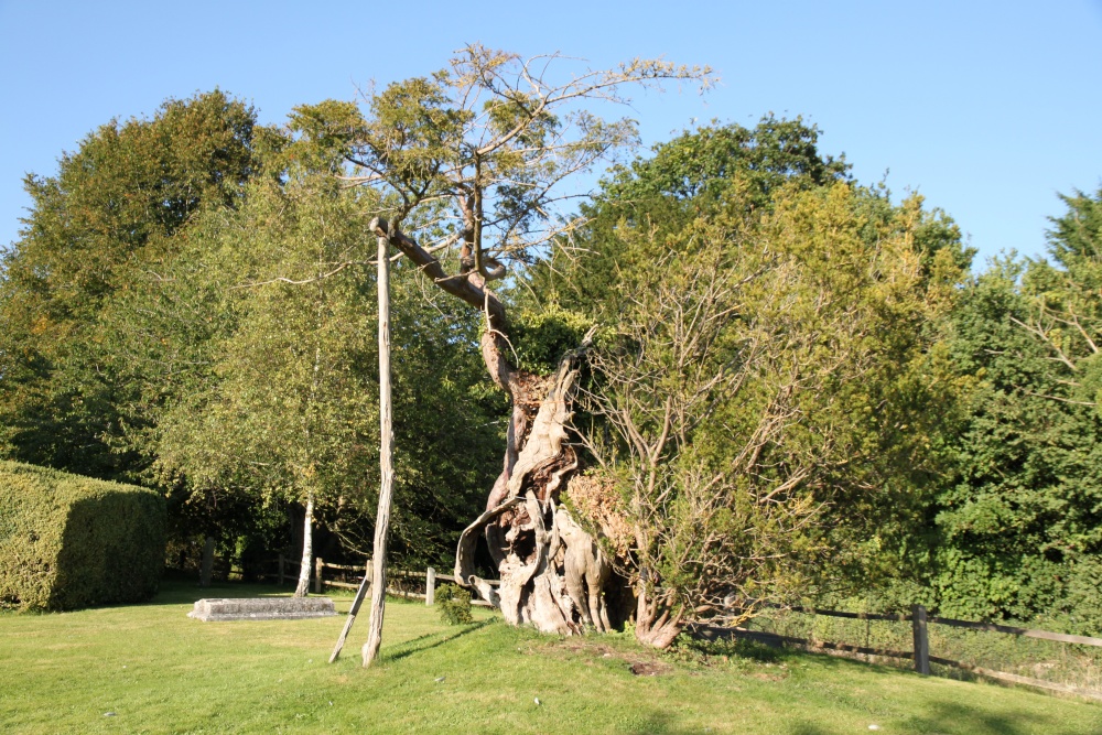 The ancient yew tree in the churchyard at Aldworth