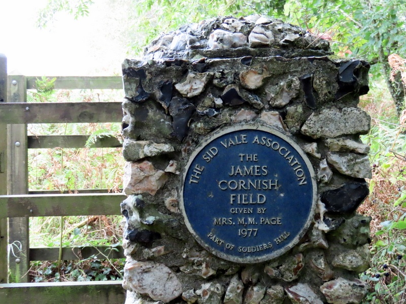 plaque