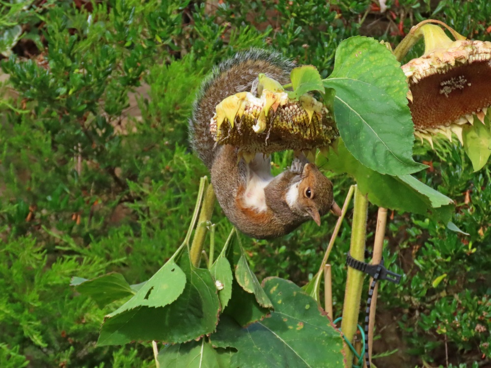 Squirrel and sunflower
