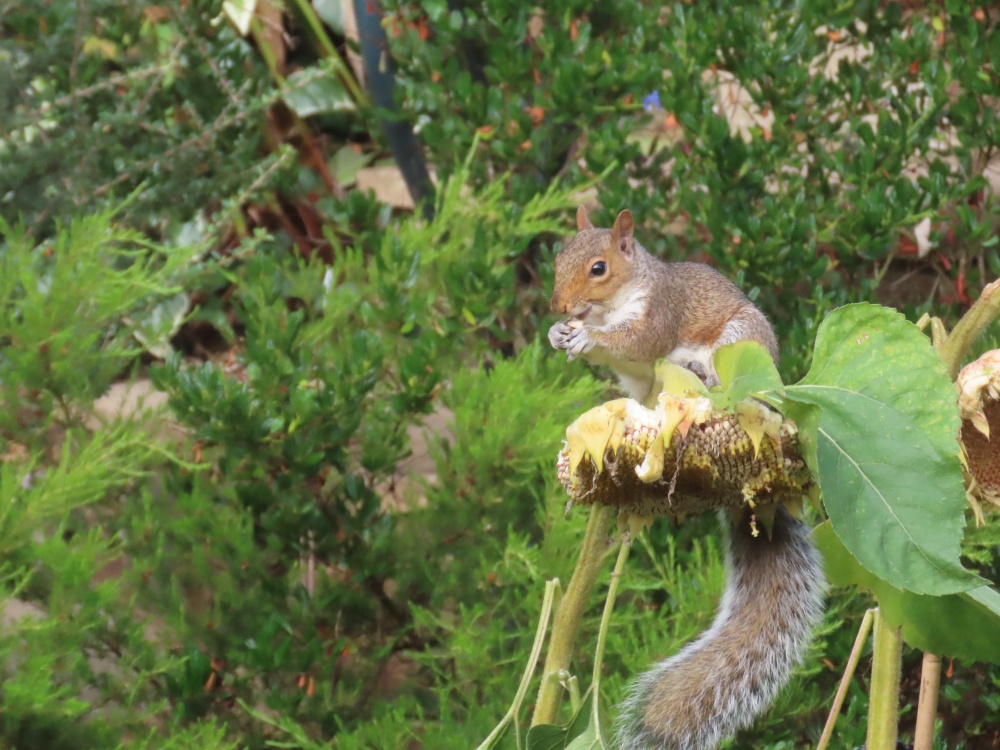 Squirrel has sunflower