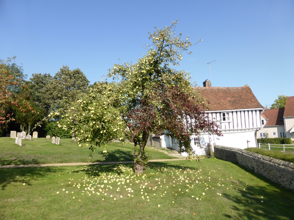 An Apple Tree in the Churchyard of St Nicholas Church in Rattlesden, Suffolk