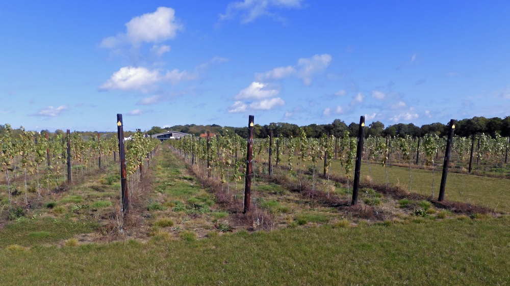 Hush Heath Winery, Staplehurst