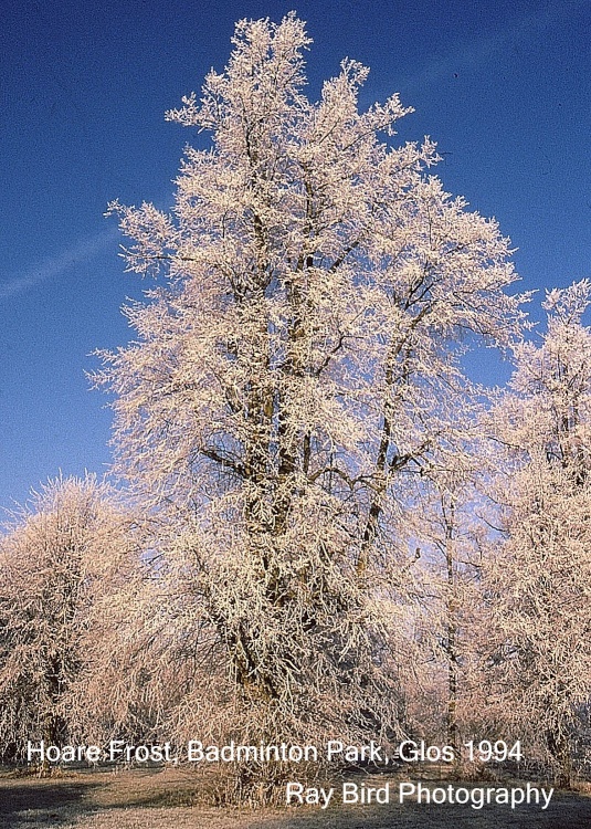 Hoare Frost, Badminton, Gloucestershire 1994