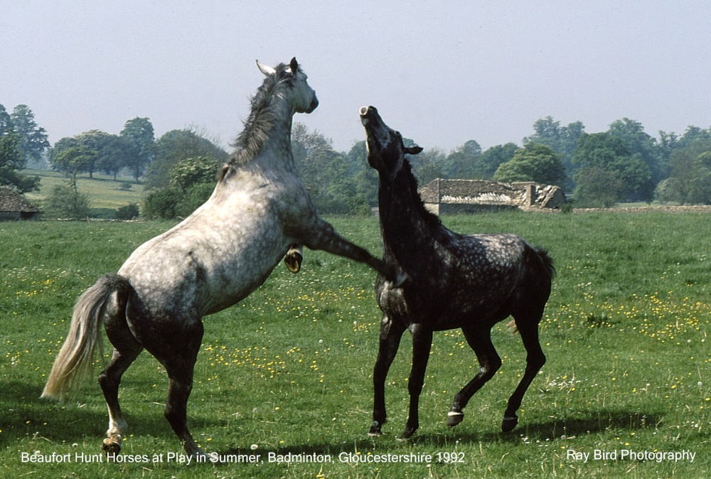 Horses, Badminton, Gloucestershire 1992