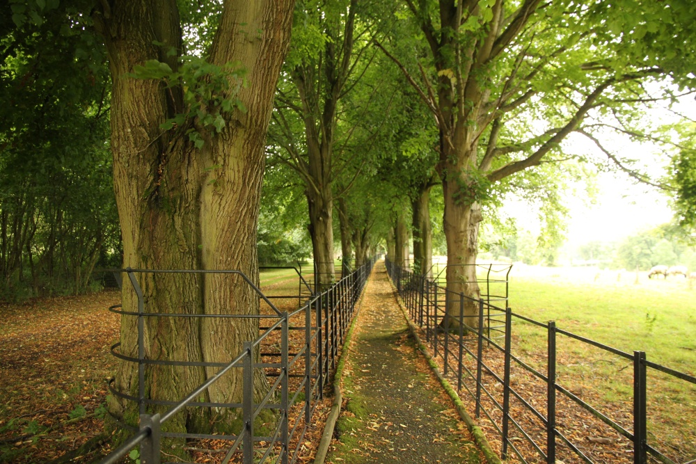 Avenue of lime trees on the church path in Cornwell