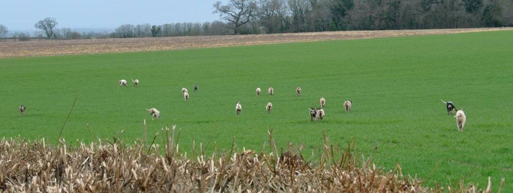 Beaufort Hounds, nr Little Badminton, Gloucestershire 2017