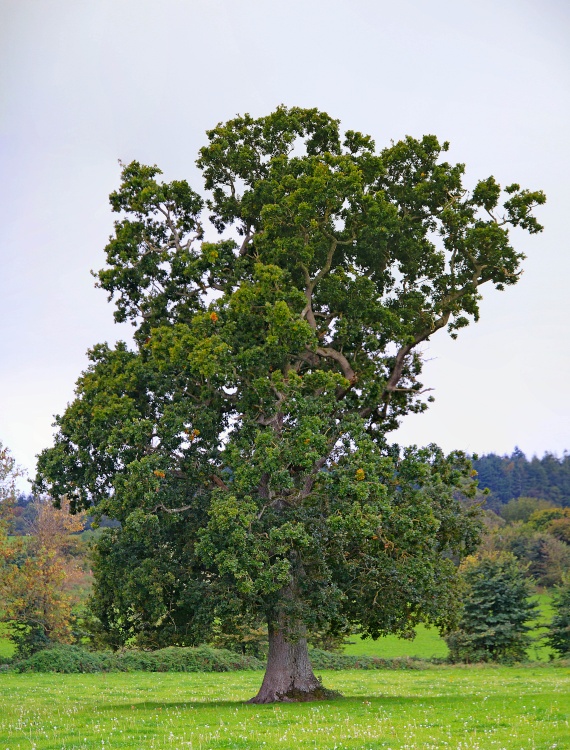 East Budleigh's lonely tree