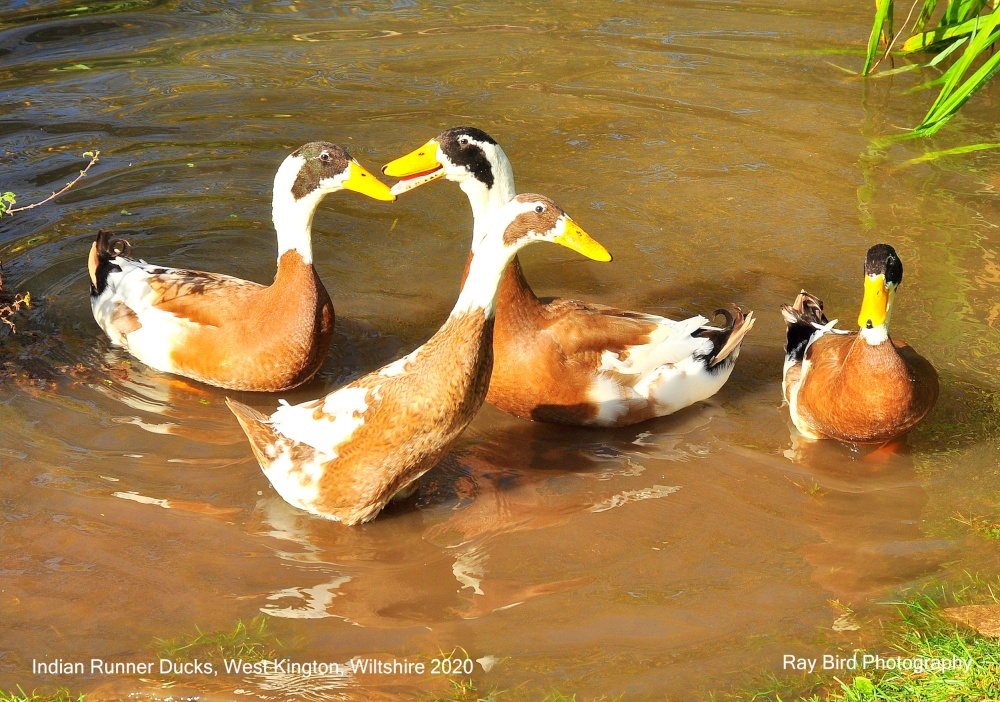 Indian Runner Ducks, West Kington, Wiltshire 2020
