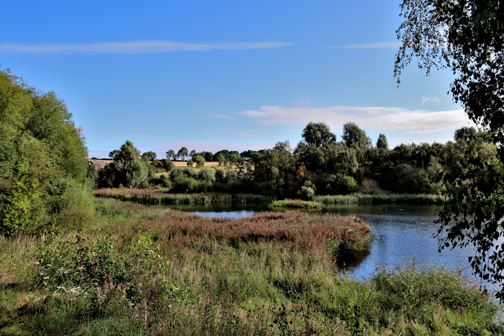 Carlton Marsh Nature Reserve photo by Tom Curtis