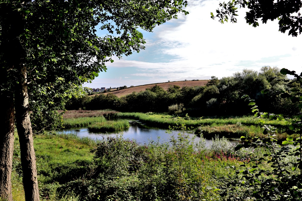 Carlton Marsh Nature Reserve photo by Tom Curtis