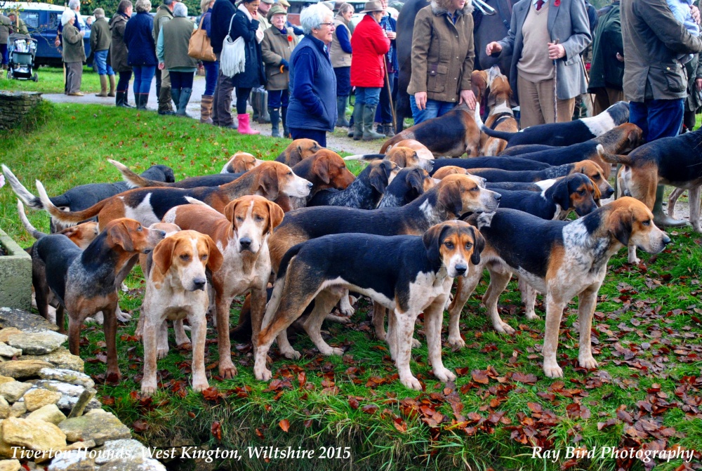 Tiverton Foxhounds, West Kington, Wiltshire 2015