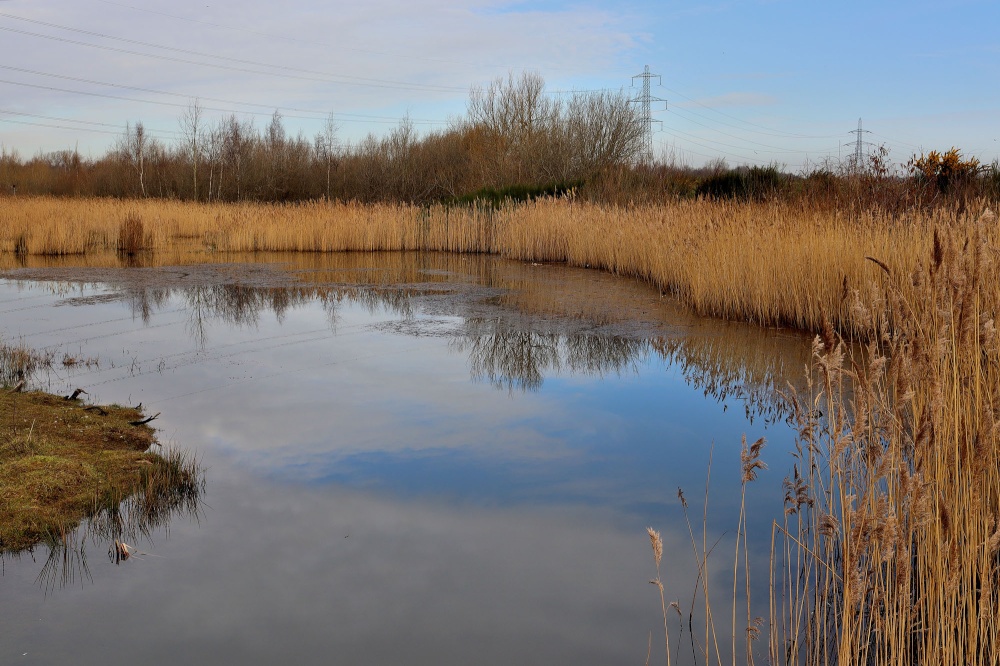 RSPB Old Moor