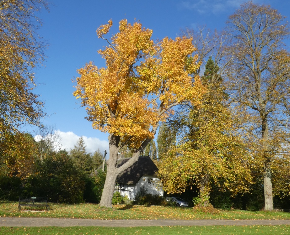 Autumnal tree in Warborough
