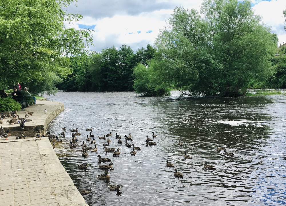 The River Wharfe at Wetherby