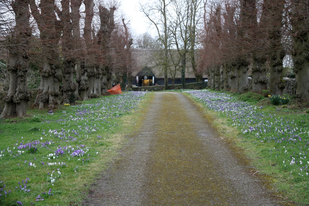 Spring crocuses brighten a dull day in Avebury