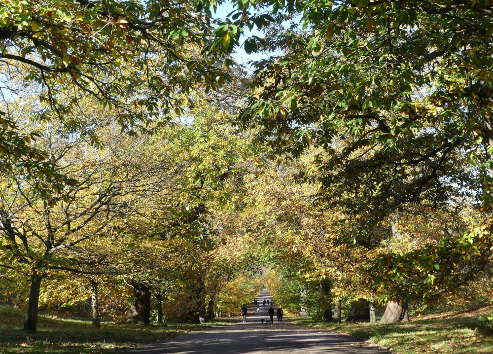 Greenwich Park in Autumn