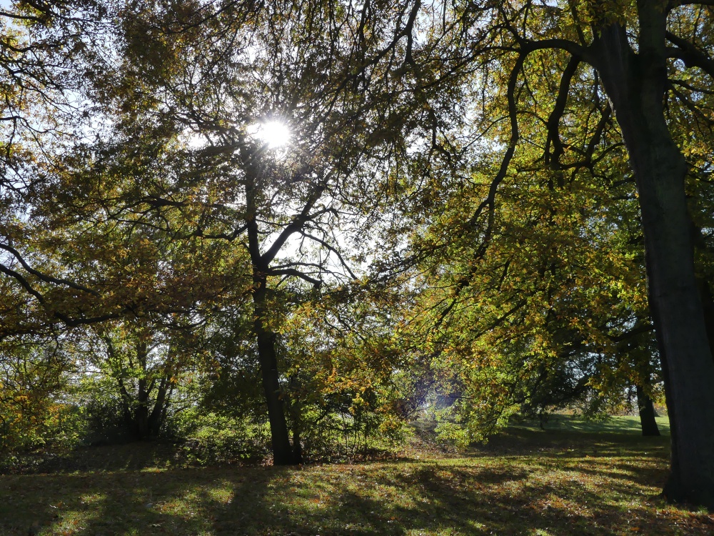 Greenwich Park in Autumn