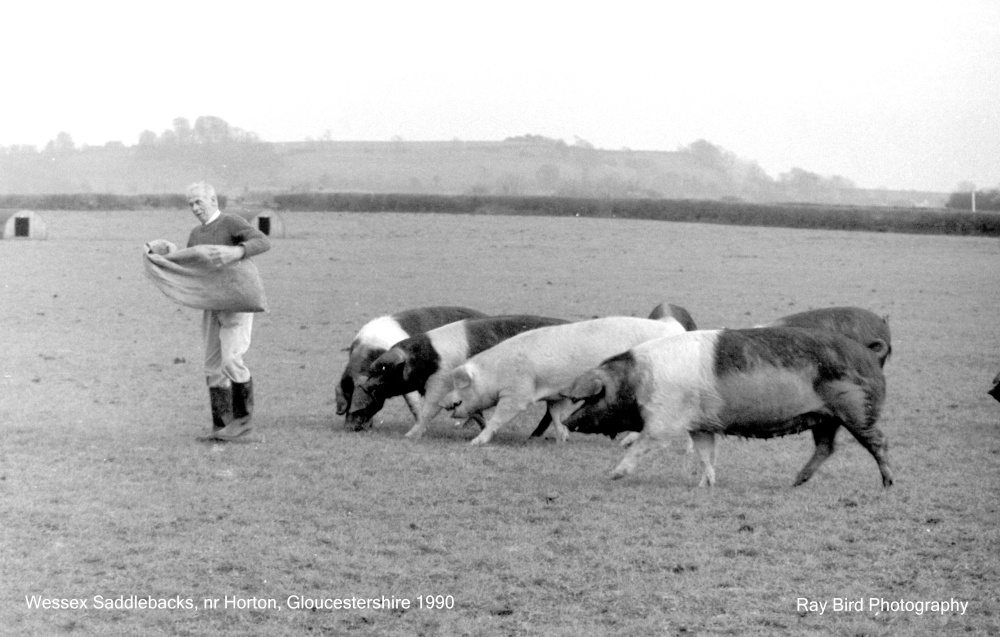 Wessex Saddlebacks, nr Horton, Gloucestershire 1990
