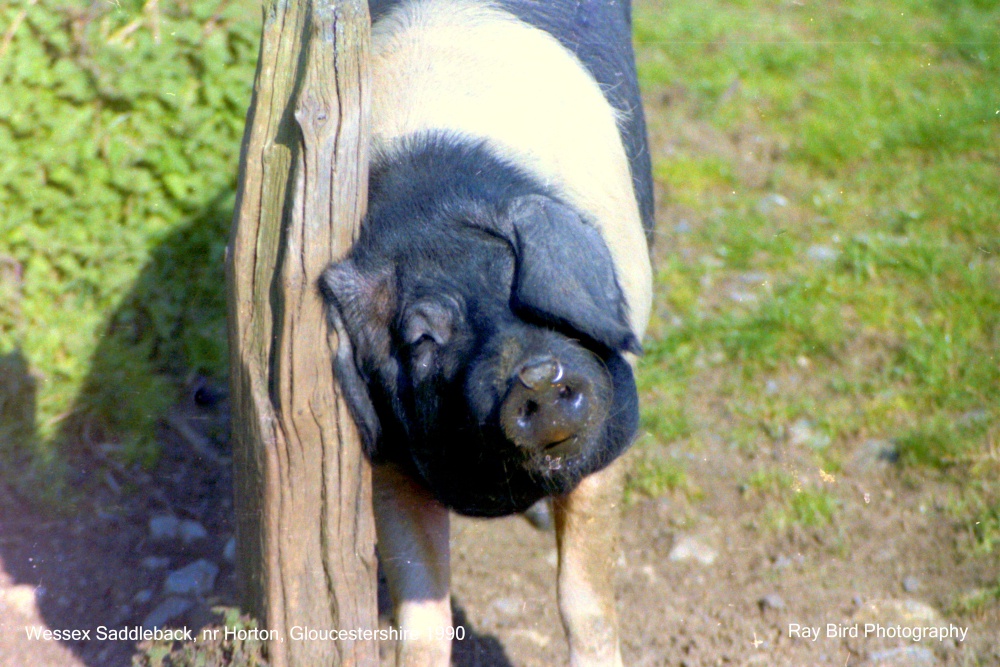 Wessex Saddlebacks, nr Horton, Gloucestershire 1990