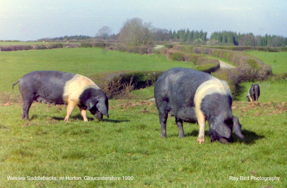 Wessex Saddlebacks, nr Horton, Gloucestershire 1990