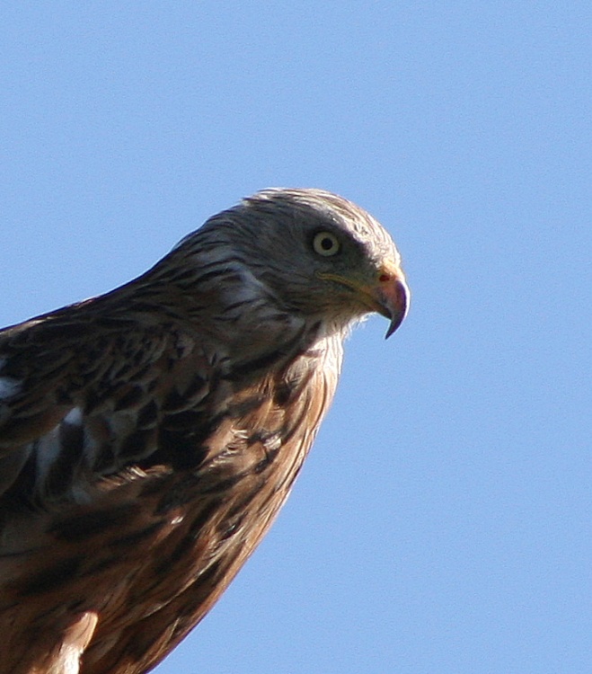 red kite