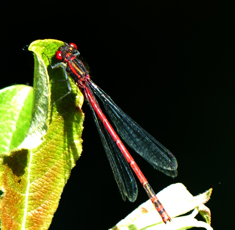 Large Red Damselfly