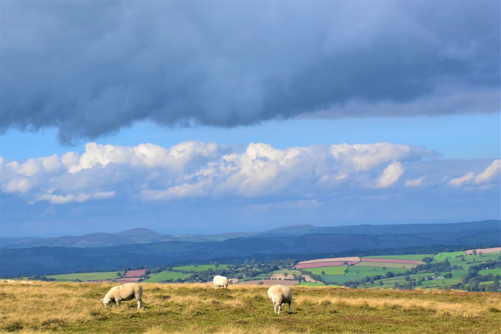 Photograph of Near the top of Titterstone Clee