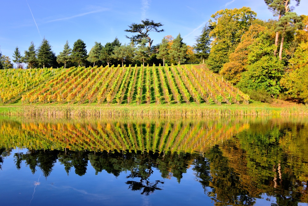 Autumn View of the Vineyard in Painshill Park, Cobham