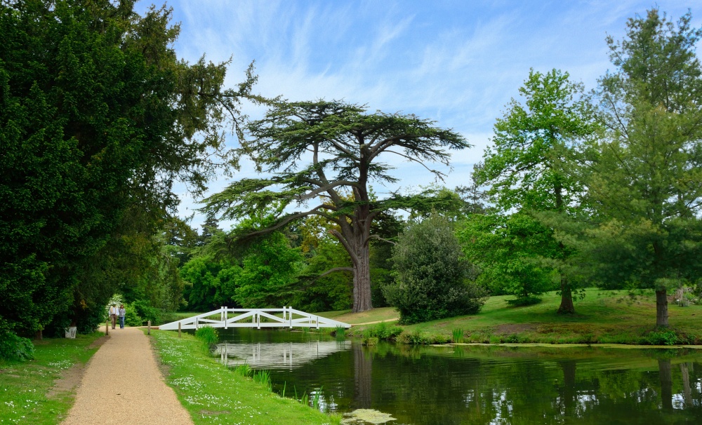 The Wollett Bridge and the Great Cedar in Painshill Park