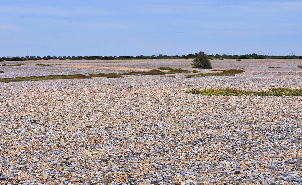 Dungeness Shingle Fields