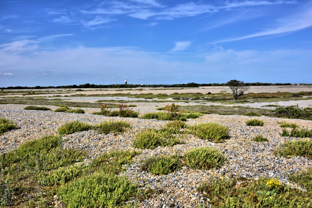 More Dungeness Shingle Fields